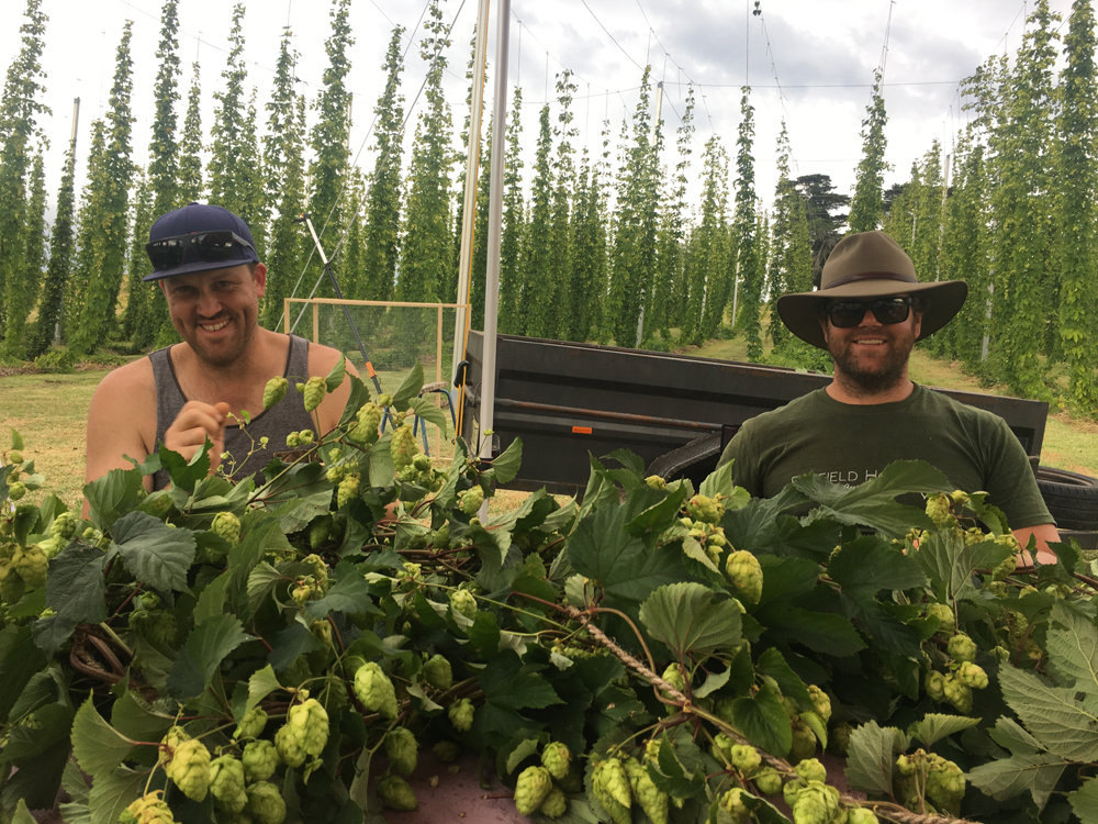 Hops Farming