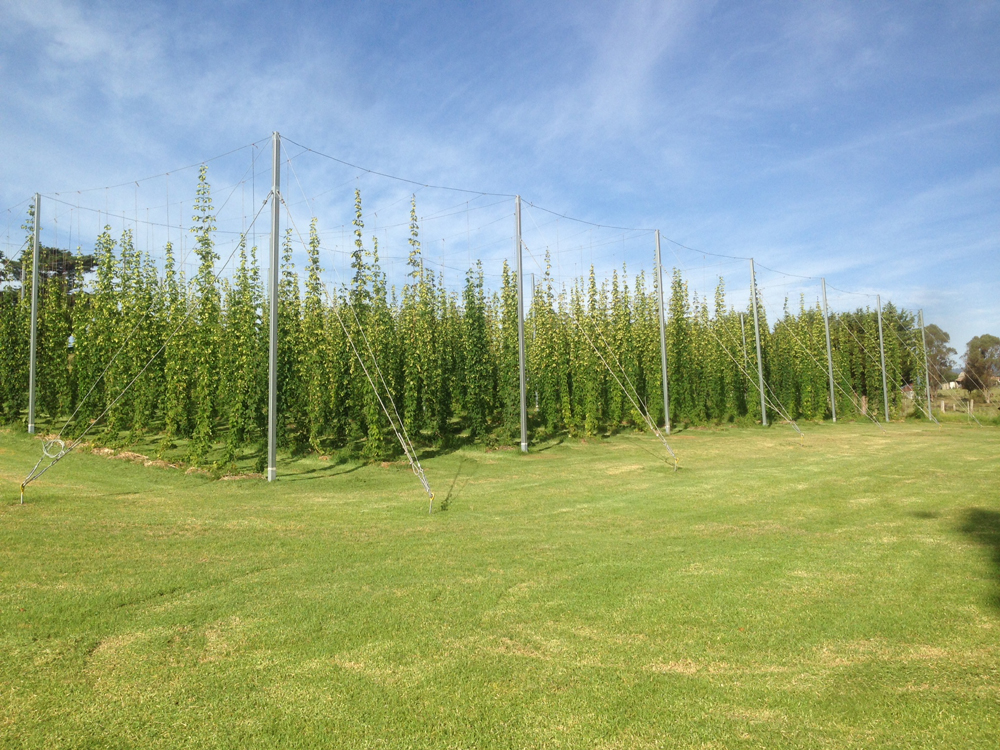 Hops Farm