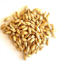 Malted Barley